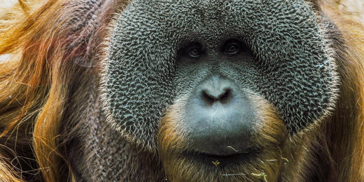 Zoo’s beloved orangutan dies after battling heart disease