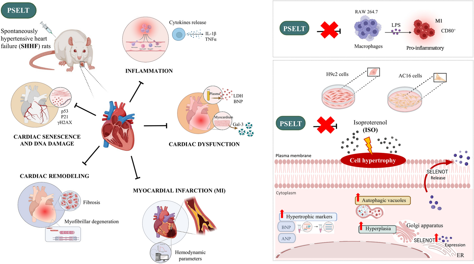 The redox-active defensive Selenoprotein T as a novel stress sensor protein playing a key role in the pathophysiology of heart failure | Journal of Translational Medicine